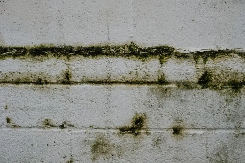Traces de moisissure noire sur un mur blanc